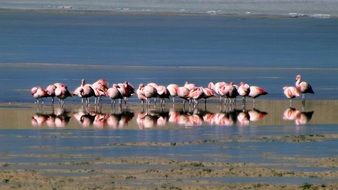 pink Flamingos Birds near water