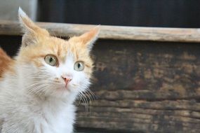 cat ginger