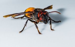 wasp on the white background