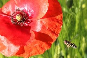 bee flies on a red flower