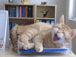 yawning cat on the table