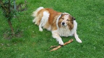 Dog Brown White