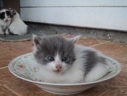 sweet kitten in the plate