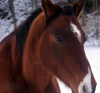 stallion on a farm in winter