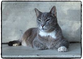 stunningly beautiful Cat Black And White photo