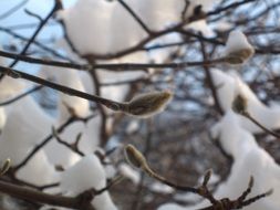 closeup photo of Snow on Winter Tree