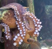 Squid in the aquarium