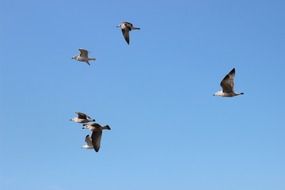 flying seagulls in the blue sky