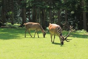 landscape of wild Deer animals