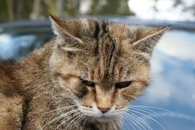sad cat looks down