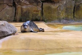 marine mammal in berlin zoo