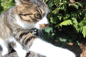Cat Walk