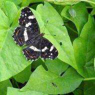 black butterfly with white lines on green leaves