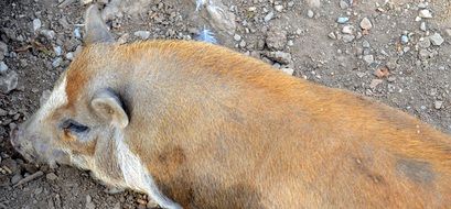 brown pig on ground top view