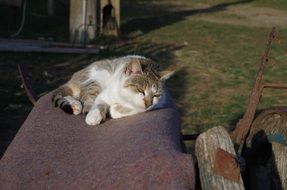 the cat is resting on the street