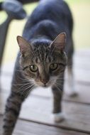 crouching kitten closeup