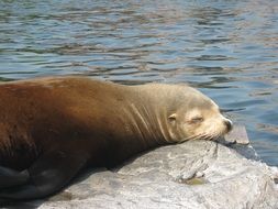 lazing around seals