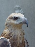 Close-up of the white tailed colorful eagle