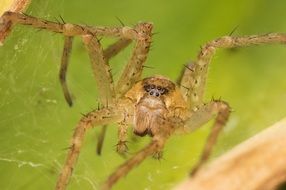 macro photo of the Spider with many eyes in the wildlife