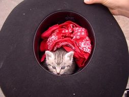 Beautiful and colorful kitten with the white and red cloth inside the black hat