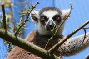 Exotic Lemur in a Planckendael