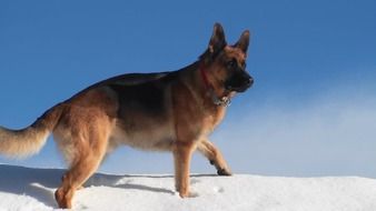german shepherd is walking in the snow
