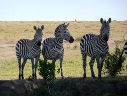 three zebras in a wildlife park in Kenya