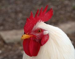 Cute white cock with the red cockscomb