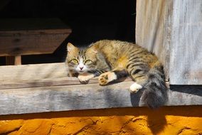 fluffy cat is watching