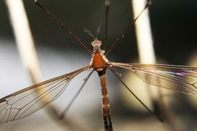 delightful Mosquito