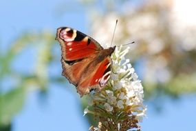 bright multi-colored butterfly on a white flower