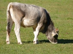 alpine calf grazing in pasture