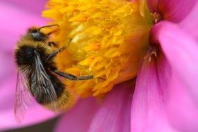 closeup picture of bee on a flower