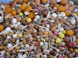 mix of kernels of nuts and seeds of sunflower for forage of birds