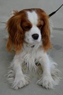 Cute, beautiful and colorful Cavalier King Charles spaniel on a leash in the yard