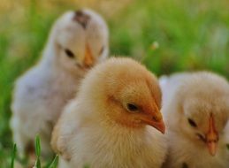 yellow fluffy chickens