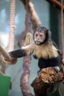 monkey on a rope