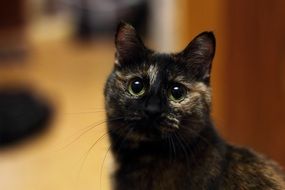 portrait of a charming domestic tomcat