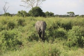 stunningly beautiful Elephant, Africa