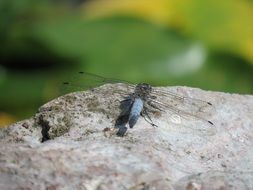 black dragonfly on a big stone close-up on blurred background