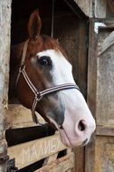 Horses on the farm