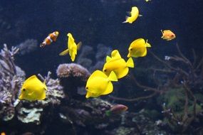 aquarium with yellow fishes in the oceanographic park in Valencia, Spain