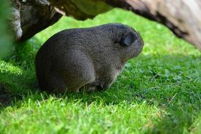 guinea pig under a tree