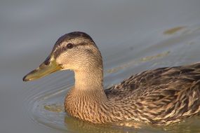 Colorful duck profile photo on the lake