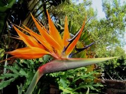 Big exotic flower in Africa