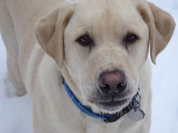 stunningly beautiful Labrador Dog