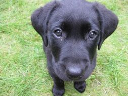 purebred black labrador puppy