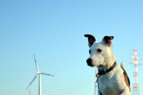 Dog Terrier Jack Russel