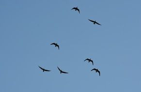 Birds Flight