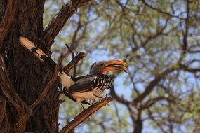hornbill, african bird in wild